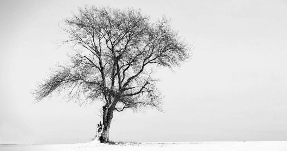 A solitary tree in a field